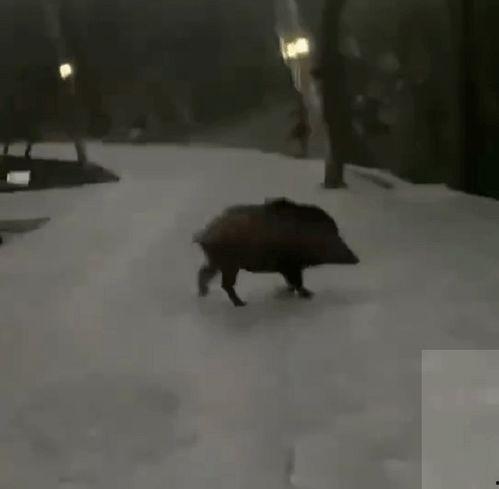 高手夹野猪套野猪视频,惊险刺激的野外狩猎瞬间