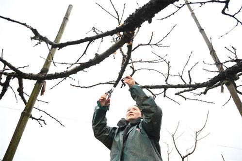 桃树修枝视频,视频教程带你轻松掌握