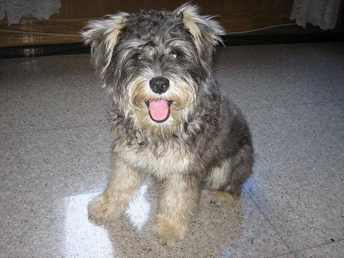 雪纳瑞美容视频教程,轻松掌握专业级美容技巧