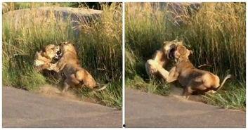 狮子打架视频,草原王者间的激烈对决