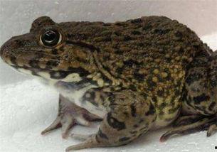 爆料田鸡饲养视频教程图片,从入门到精通的实用教程图文解析