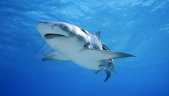 巨齿鲨英语免费观看,一场深海惊悚冒险之旅